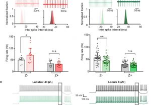 Sole F63 Wiring Diagram Trpc3 is Essential for Functional Heterogeneity Of Sole F63 Wiring Diagram Trpc3 is Essential for Functional Heterogeneity Of