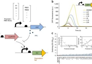 Tariff 33 Wiring Diagram Dynamic Regulation Of Metabolic Flux In Engineered Bacteria Using A