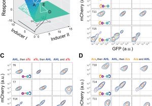 Tecniq T10 Wiring Diagram Engineering Of A Synthetic Quadrastable Gene Network to Approach Tecniq T10 Wiring Diagram Engineering Of A Synthetic Quadrastable Gene Network to Approach
