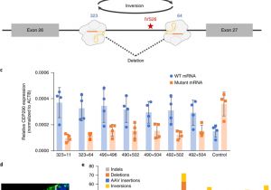 Triple S Customs Wiring Diagrams Free Development Of A Gene Editing Approach to Restore Vision Loss In