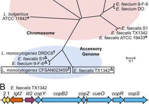 Ut Electronic Controls 1018 Wiring Diagram Copper Induced Expression Of A Transmissible Lipoprotein Ut Electronic Controls 1018 Wiring Diagram Copper Induced Expression Of A Transmissible Lipoprotein