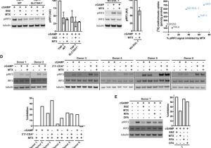 Ut Electronic Controls 1018 Wiring Diagram Slc19a1 is An Importer Of the Immunotransmitter Cgamp Sciencedirect Ut Electronic Controls 1018 Wiring Diagram Slc19a1 is An Importer Of the Immunotransmitter Cgamp Sciencedirect