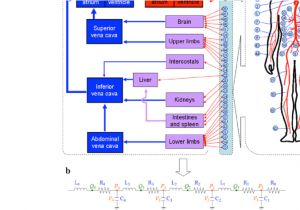 Wire Diagram software Vascular Diagram Electrical Wiring Diagram software