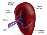 Wiring Diagram Examples Pancreas Labeled Diagram Awesome Spleen Diagram Od Example