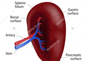 Wiring Diagram Examples Pancreas Labeled Diagram Awesome Spleen Diagram Od Example